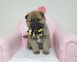 창원유기동물보호소에서 01월 16일 발견해서 보호하고 있는 강아지 정보.
