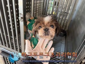 한국동물구조관리협회에서 01월 15일 발견해서 보호하고 있는 강아지 정보입니다.