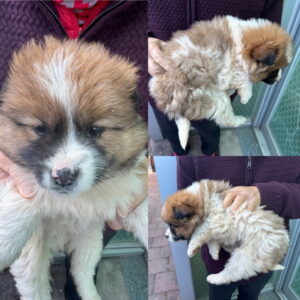 당진시동물보호소에서 보호중인 유기된 강아지안내.