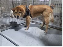 (사)하얀비둘기에서 01월 16일 발견해서 보호하고 있는 강아지 정보.