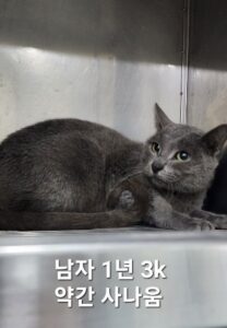 옥천동물병원에서 보호하고 있는 유기된 고양이소개합니다.