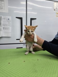 신공항동물병원에서 보호중인 유기된 고양이안내합니다.