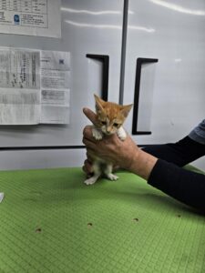 신공항동물병원에서 01월 17일 발견해서 보호하고 있는 고양이 정보.