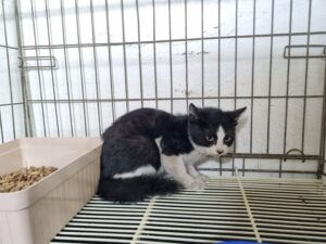 대구시수의사회(보경)에서 01월 17일 발견해서 보호하고 있는 고양이 정보안내.