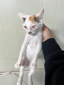 부산동물보호센터에서 01월 16일 발견해서 보호하고 있는 고양이 정보입니다.