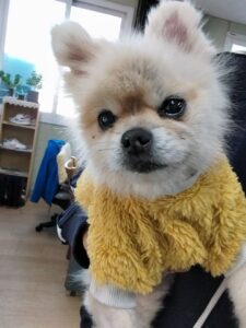 거제시유기동물보호소에서 보호하고 있는 유기된 강아지정보.