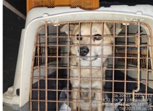 대전동물보호센터에서 01월 17일 발견해서 보호하고 있는 강아지 정보입니다.