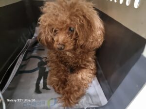 경동동물병원에서 01월 17일 발견해서 보호하고 있는 강아지 정보.