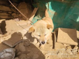 대전동물보호센터에서 01월 16일 발견해서 보호하고 있는 강아지 정보안내.