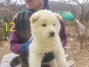 신영재동물병원에서 01월 17일 발견해서 보호하고 있는 강아지 정보.