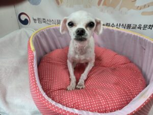 홍천군유기동물보호소에서 01월 18일 발견해서 보호하고 있는 강아지 정보안내.