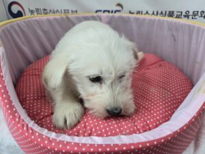 홍천군유기동물보호소에서 01월 18일 발견해서 보호하고 있는 강아지 정보.