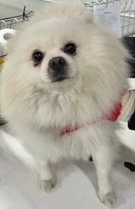 인천광역시수의사회에서 01월 17일 발견해서 보호하고 있는 강아지 정보입니다.