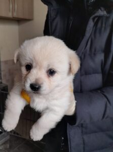 금왕동물병원에서 01월 18일 발견해서 보호하고 있는 강아지 정보입니다.
