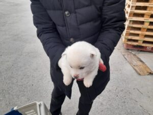금왕동물병원에서 01월 18일 발견해서 보호하고 있는 강아지 정보입니다.