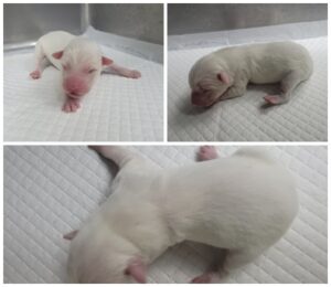 논산시 동물보호센터에서 01월 17일 발견해서 보호하고 있는 강아지 정보입니다.