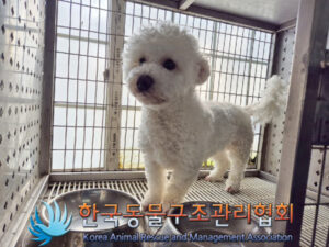 한국동물구조관리협회에서 01월 17일 발견해서 보호하고 있는 강아지 정보안내.