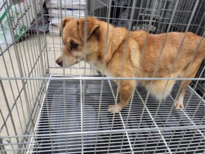 고양시동물보호센터에서 01월 18일 발견해서 보호하고 있는 강아지 정보.