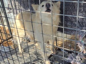 고양시동물보호센터에서 보호중인 유기된 강아지안내드립니다.