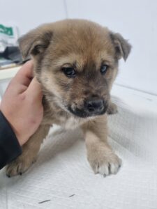 군위종합동물병원에서 보호하고 있는 유기된 강아지입니다.