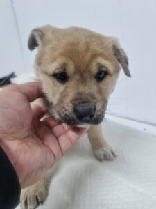 군위종합동물병원에서 보호하고 있는 유기된 강아지입니다.