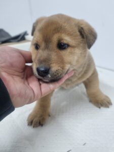 군위종합동물병원에서 01월 19일 발견해서 보호하고 있는 강아지 정보.