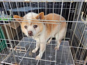 고양시동물보호센터에서 보호중인 유기된 강아지입니다.