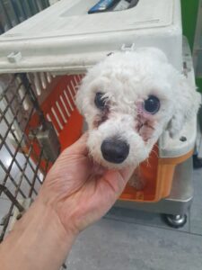 펫앤쉘터동물병원에서 보호하고 있는 유기된 강아지안내합니다.