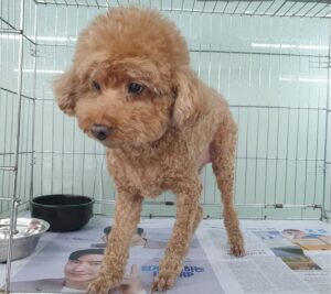 창원유기동물보호소에서 보호하고 있는 유기된 강아지안내.