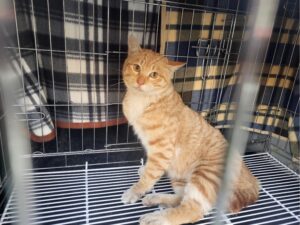 고양시동물보호센터에서 01월 19일 발견해서 보호하고 있는 고양이 정보.