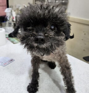 가나동물병원에서 보호하고 있는 유기된 강아지정보.