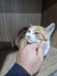 군위종합동물병원에서 보호하고 있는 유기된 고양이정보.