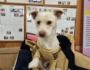 진해유기동물보호소에서 01월 19일 발견해서 보호하고 있는 강아지 정보안내.
