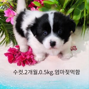 성주유기동물보호센터에서 01월 20일 발견해서 보호하고 있는 강아지 정보안내.