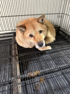 남양주시동물보호센터에서 보호중인 유기된 강아지안내합니다.