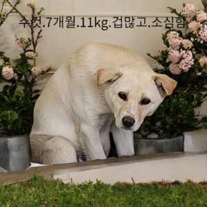 성주유기동물보호센터에서 01월 20일 발견해서 보호하고 있는 강아지 정보안내.