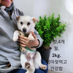 성주유기동물보호센터에서 01월 20일 발견해서 보호하고 있는 강아지 정보입니다.