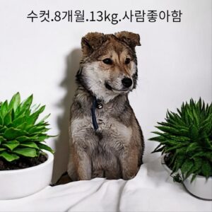 성주유기동물보호센터에서 01월 20일 발견해서 보호하고 있는 강아지 정보.