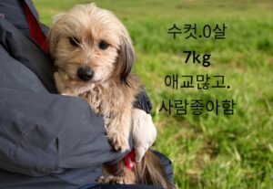 성주유기동물보호센터에서 보호하고 있는 유기된 강아지안내.