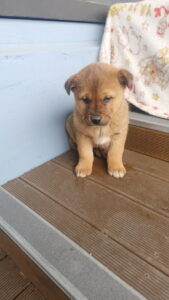 익산유기동물보호소에서 보호하고 있는 유기된 강아지안내합니다.