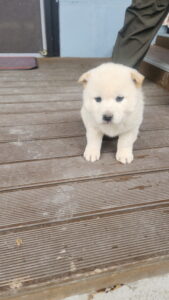 익산유기동물보호소에서 보호중인 유기된 강아지안내.
