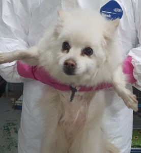 인천광역시수의사회에서 01월 20일 발견해서 보호하고 있는 강아지 정보안내.