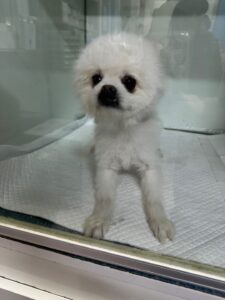 대구시수의사회(동인)에서 보호하고 있는 유기된 강아지정보.