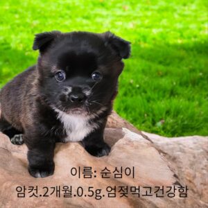 성주유기동물보호센터에서 01월 20일 발견해서 보호하고 있는 강아지 정보.