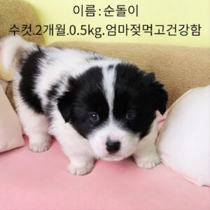 성주유기동물보호센터에서 01월 20일 발견해서 보호하고 있는 강아지 정보입니다.