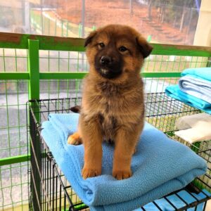 군산유기동물보호센터에서 01월 20일 발견해서 보호하고 있는 강아지 정보입니다.