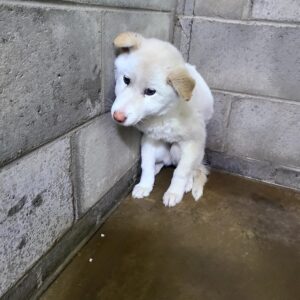 군산유기동물보호센터에서 보호하고 있는 유기된 강아지안내드립니다.