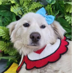 시흥동물누리보호센터에서 01월 21일 발견해서 보호하고 있는 강아지 정보입니다.