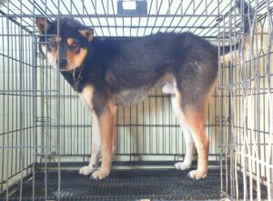 위더스 동물보호센터에서 01월 22일 발견해서 보호하고 있는 강아지 정보.