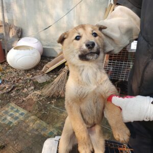 전북말산업복합센터에서 01월 22일 발견해서 보호하고 있는 강아지 정보입니다.